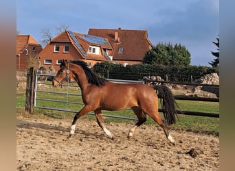Deutsches Reitpony, Wallach, 3 Jahre, 148 cm