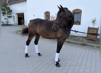 Deutsches Reitpony, Wallach, 3 Jahre, 148 cm, Dunkelbrauner