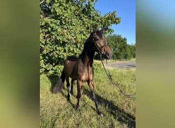 Deutsches Reitpony, Wallach, 3 Jahre, 148 cm, Dunkelbrauner