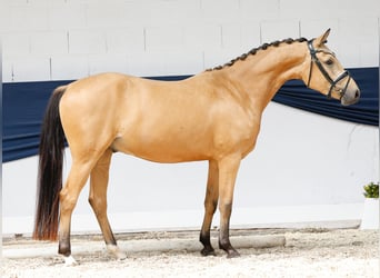 Deutsches Reitpony, Wallach, 3 Jahre, 148 cm, Falbe