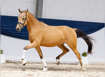 Deutsches Reitpony, Wallach, 3 Jahre, 148 cm, Falbe