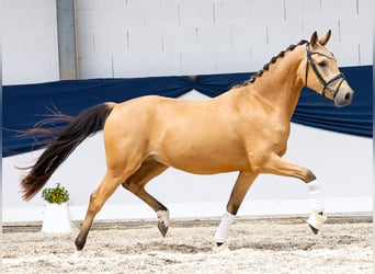 Deutsches Reitpony, Wallach, 3 Jahre, 148 cm, Falbe
