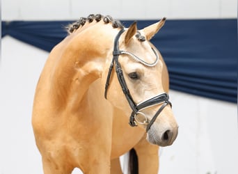 Deutsches Reitpony, Wallach, 3 Jahre, 148 cm, Falbe