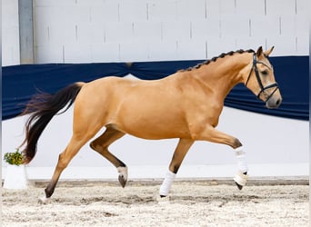 Deutsches Reitpony, Wallach, 3 Jahre, 148 cm, Falbe