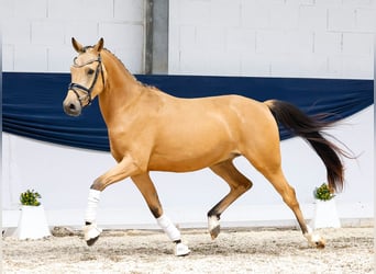 Deutsches Reitpony, Wallach, 3 Jahre, 148 cm, Falbe