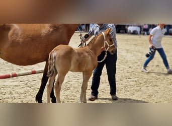 Deutsches Reitpony, Wallach, 3 Jahre, 148 cm, Falbe