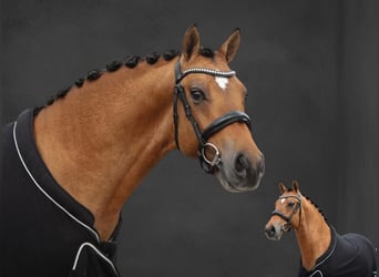 Deutsches Reitpony, Wallach, 3 Jahre, 148 cm, Falbe