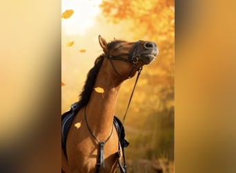 Deutsches Reitpony, Wallach, 3 Jahre, 148 cm, Falbe