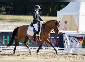 Deutsches Reitpony, Wallach, 3 Jahre, 148 cm, Falbe