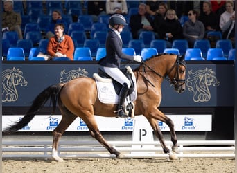 Deutsches Reitpony, Wallach, 3 Jahre, 148 cm, Falbe