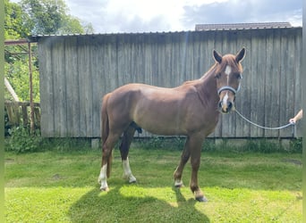 Deutsches Reitpony, Wallach, 3 Jahre, 148 cm, Fuchs
