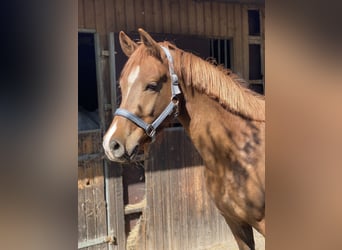 Deutsches Reitpony, Wallach, 3 Jahre, 148 cm, Fuchs