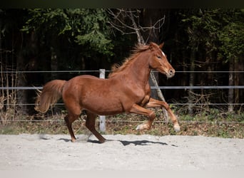 Deutsches Reitpony, Wallach, 3 Jahre, 148 cm, Fuchs