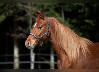 Deutsches Reitpony, Wallach, 3 Jahre, 148 cm, Fuchs
