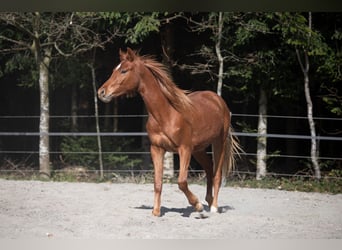 Deutsches Reitpony, Wallach, 3 Jahre, 148 cm, Fuchs