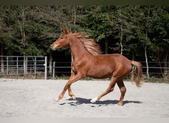 Deutsches Reitpony, Wallach, 3 Jahre, 148 cm, Fuchs