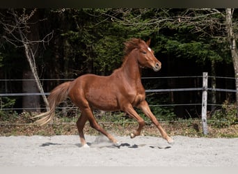 Deutsches Reitpony, Wallach, 3 Jahre, 148 cm, Fuchs
