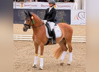 Deutsches Reitpony, Wallach, 3 Jahre, 148 cm, Fuchs