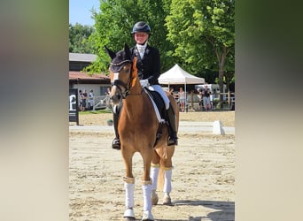 Deutsches Reitpony, Wallach, 3 Jahre, 148 cm, Fuchs