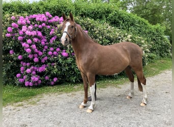 Deutsches Reitpony, Wallach, 3 Jahre, 148 cm, Fuchs