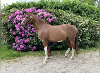 Deutsches Reitpony, Wallach, 3 Jahre, 148 cm, Fuchs