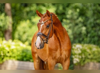 Deutsches Reitpony, Wallach, 3 Jahre, 148 cm, Fuchs