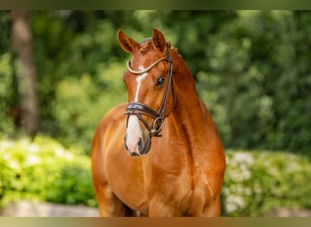 Deutsches Reitpony, Wallach, 3 Jahre, 148 cm, Fuchs