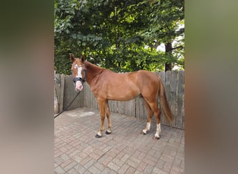 Deutsches Reitpony, Wallach, 3 Jahre, 148 cm, Fuchs