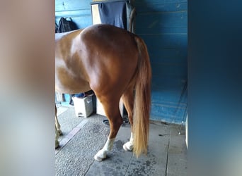 Deutsches Reitpony, Wallach, 3 Jahre, 148 cm, Fuchs