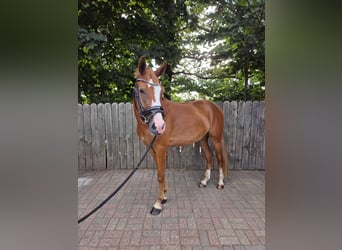 Deutsches Reitpony, Wallach, 3 Jahre, 148 cm, Fuchs