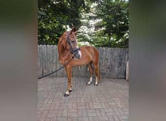 Deutsches Reitpony, Wallach, 3 Jahre, 148 cm, Fuchs