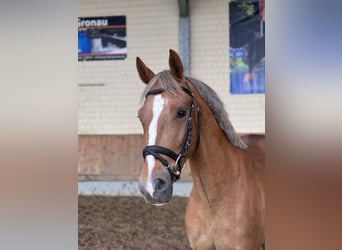 Deutsches Reitpony, Wallach, 3 Jahre, 148 cm, Fuchs