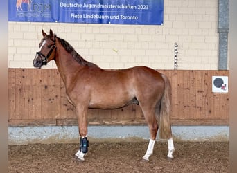 Deutsches Reitpony, Wallach, 3 Jahre, 148 cm, Fuchs