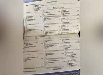 Deutsches Reitpony, Wallach, 3 Jahre, 148 cm, Palomino