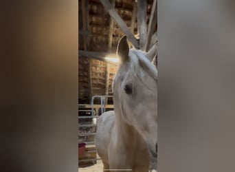 Deutsches Reitpony, Wallach, 3 Jahre, 148 cm, Palomino