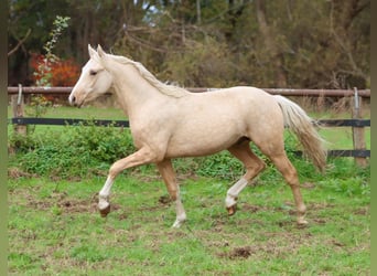 Deutsches Reitpony, Wallach, 3 Jahre, 148 cm, Palomino