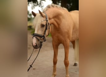 Deutsches Reitpony, Wallach, 3 Jahre, 148 cm, Palomino