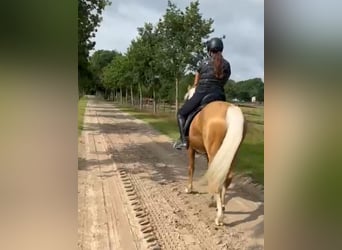 Deutsches Reitpony, Wallach, 3 Jahre, 148 cm, Palomino