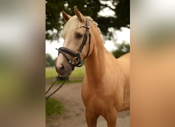 Deutsches Reitpony, Wallach, 3 Jahre, 148 cm, Palomino
