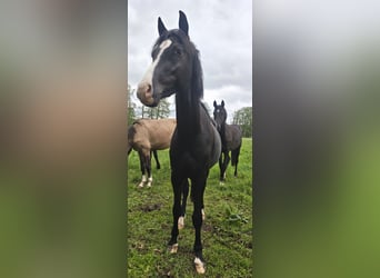 Deutsches Reitpony, Wallach, 3 Jahre, 148 cm, Rappe
