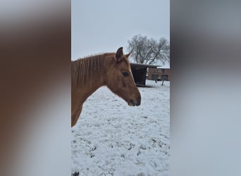 Deutsches Reitpony, Wallach, 3 Jahre, 148 cm, Red Dun