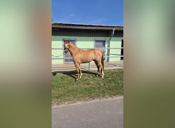 Deutsches Reitpony, Wallach, 3 Jahre, 148 cm, Red Dun