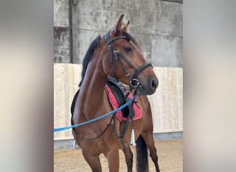 Deutsches Reitpony Mix, Wallach, 3 Jahre, 148 cm, Rotbrauner
