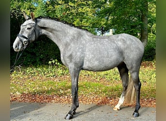Deutsches Reitpony, Wallach, 3 Jahre, 148 cm, Schimmel