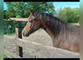 Deutsches Reitpony, Wallach, 3 Jahre, 148 cm, Schwarzbrauner