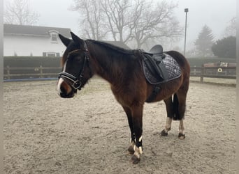 Deutsches Reitpony, Wallach, 3 Jahre, 148 cm, Schwarzbrauner