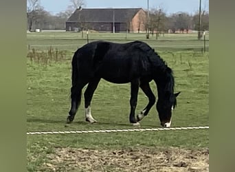 Deutsches Reitpony, Wallach, 3 Jahre, 149 cm, Brauner