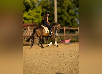 Deutsches Reitpony, Wallach, 3 Jahre, 149 cm, Buckskin
