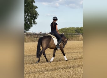 Deutsches Reitpony, Wallach, 3 Jahre, 149 cm, Buckskin