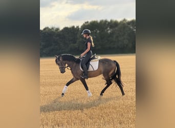 Deutsches Reitpony, Wallach, 3 Jahre, 149 cm, Buckskin